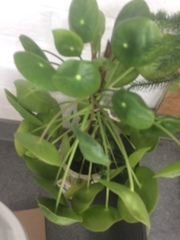 Pilea peperomioides