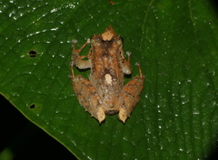 Pristimantis appendiculatus