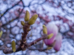 Magnolia × soulangeana