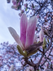 Magnolia × soulangeana