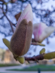 Magnolia × soulangeana