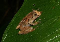 Pristimantis appendiculatus