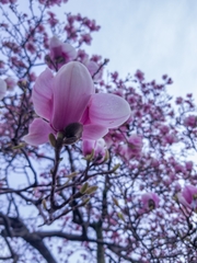 Magnolia × soulangeana