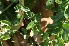 Cynanchum ellipticum