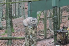 Otocolobus manul