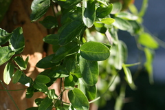 Cynanchum ellipticum