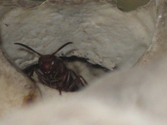 Polistes tenebricosus