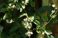 Cynanchum ellipticum