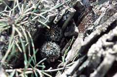 Aylostera einsteinii