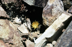Aylostera einsteinii