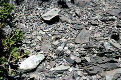 Aylostera einsteinii