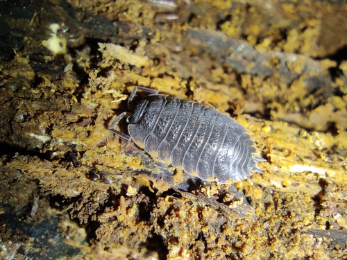 Ratzeburg's Woodlouse, Powiat hajnowski, Polska, photo 9 of 10