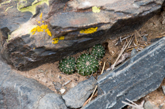 Aylostera einsteinii