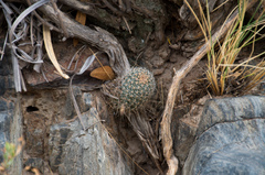 Aylostera einsteinii