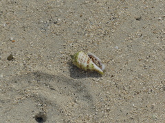 Gibberulus gibberulus