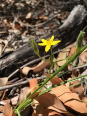 Hypoxis pratensis