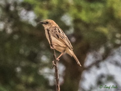 Cisticola natalensis