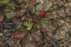 Fragaria iinumae