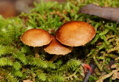 Pholiota squarrosipes