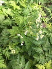 Anthriscus sylvestris