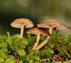 Pholiota squarrosipes