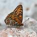 Rockslide Checkerspot - Photo (c) upupamartin, some rights reserved (CC BY-NC-ND), uploaded by upupamartin