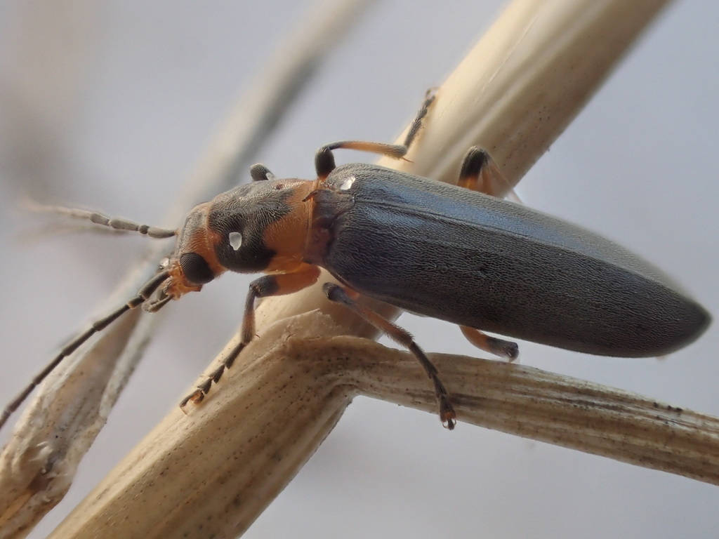 Copidita maritima