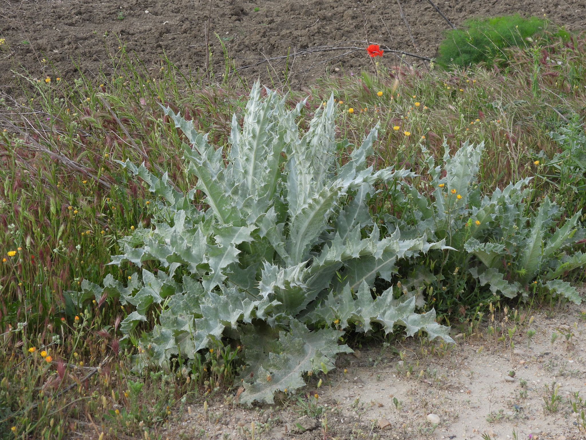 Cardo yesquero