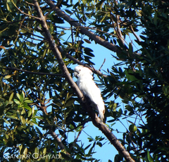 Cacatua alba