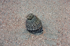 Eriosyce islayensis islayensis