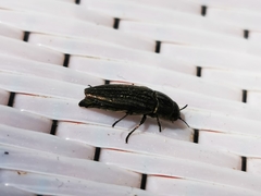 Sphenoptera