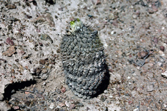 Eriosyce islayensis islayensis