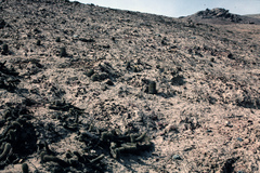 Eriosyce islayensis islayensis