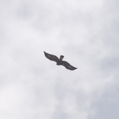 Águila real (Aquila chrysaetos)