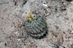 Eriosyce islayensis islayensis