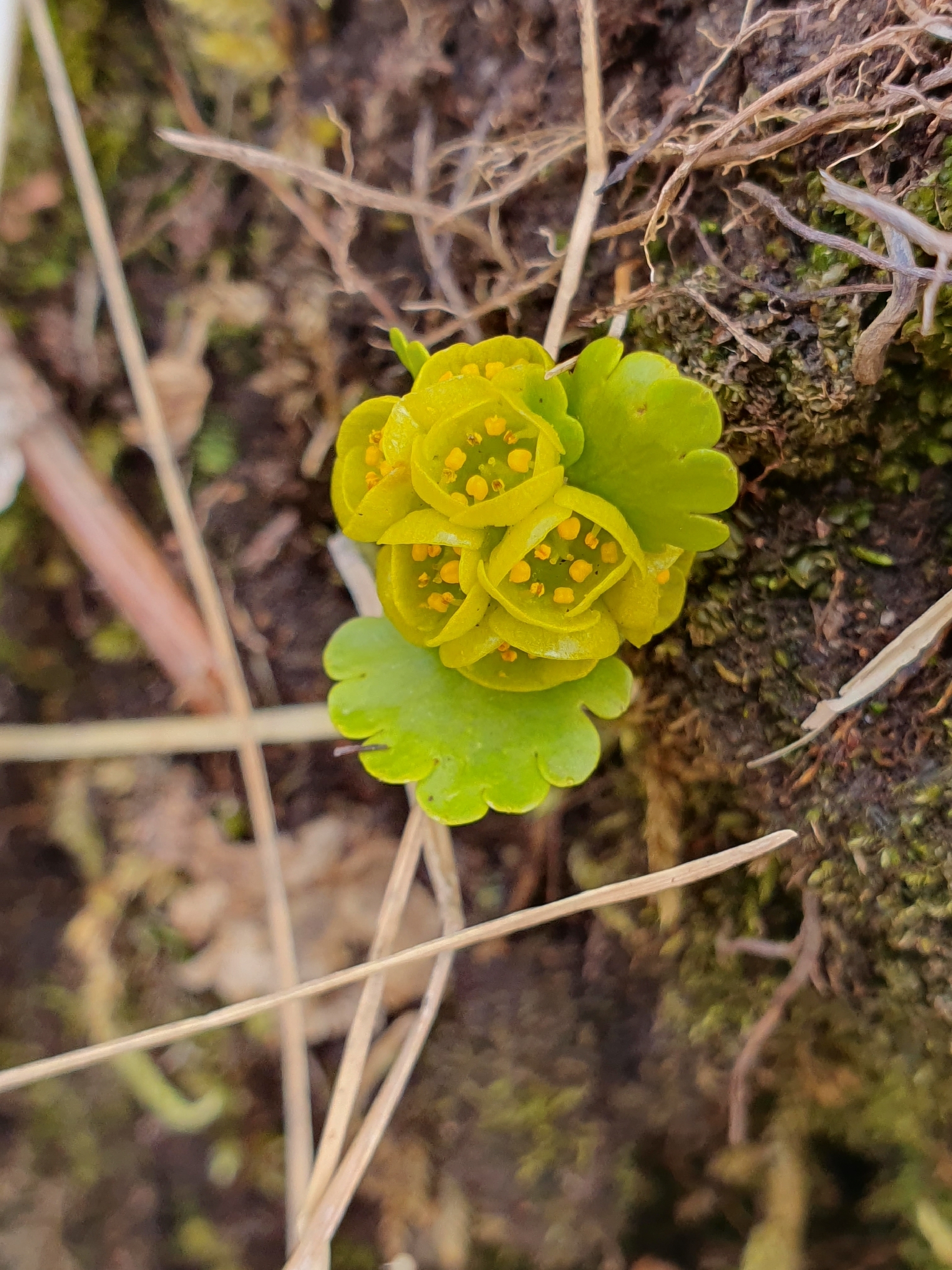 Imagem de Chrysosplenium nudicaule