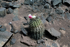 Eriosyce islayensis islayensis