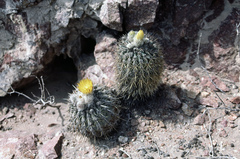 Eriosyce islayensis islayensis