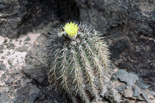 Eriosyce islayensis ssp. islayensis