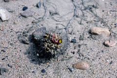 Eriosyce islayensis islayensis