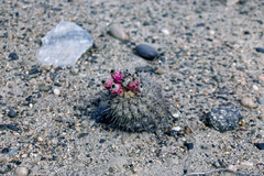 Eriosyce islayensis islayensis