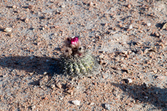 Eriosyce islayensis islayensis