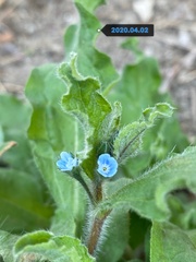 Bothriospermum chinense