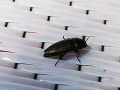 Sphenoptera