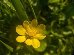 Ranunculus alismifolius