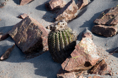 Eriosyce islayensis islayensis