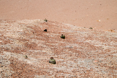 Eriosyce islayensis islayensis