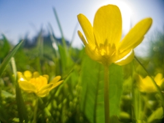 Ranunculus alismifolius