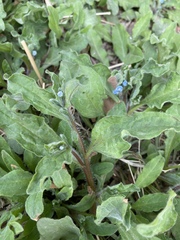 Bothriospermum chinense