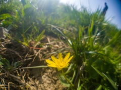 Ranunculus alismifolius